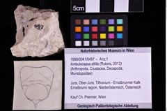 Foto (Objekt + Etiketten) von Ambulocapsa altilis (Robins, 2013) (NHMW-GEO-1990-0041-0497)